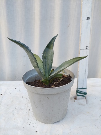 Agave americana v.16