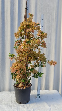 Bougainvillea californiana v.20