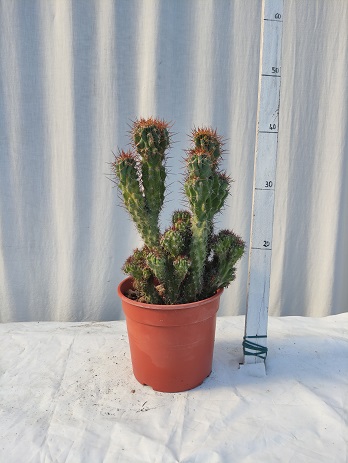 Cereus peruvianus v.17