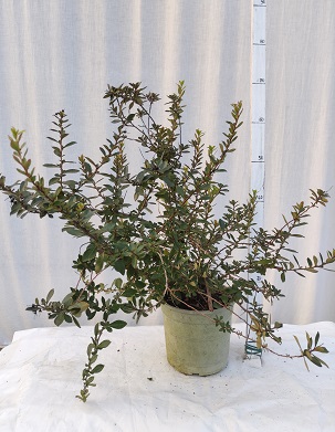 Escallonia pulvirulenta v.19