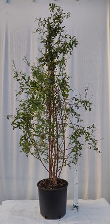 Jasminum azoricum v.24