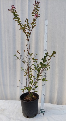 Lagerstroemia v.20