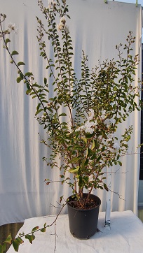 Lagerstroemia v.24