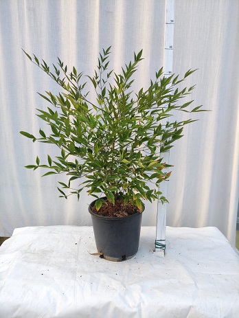 Nandina domestica v.20