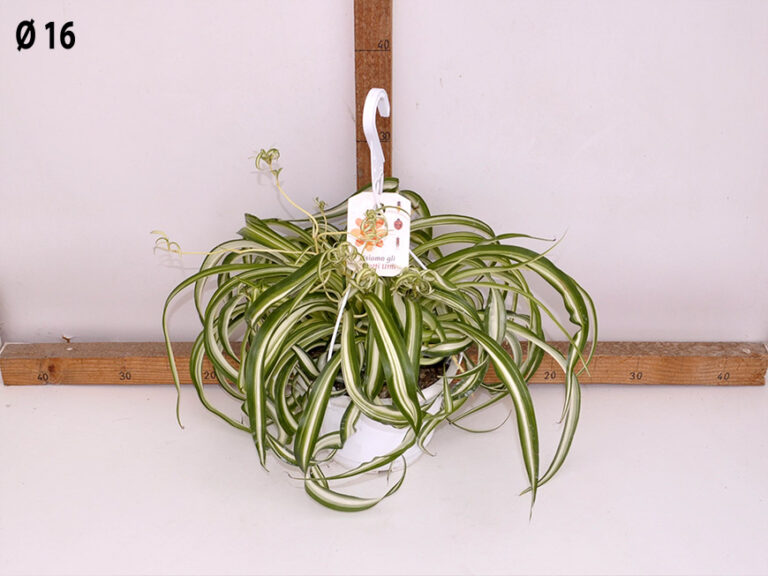 Chlorophytum bonnie (Falangio) bk.16