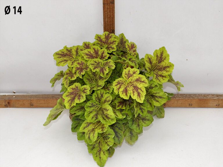 Heuchera v.14