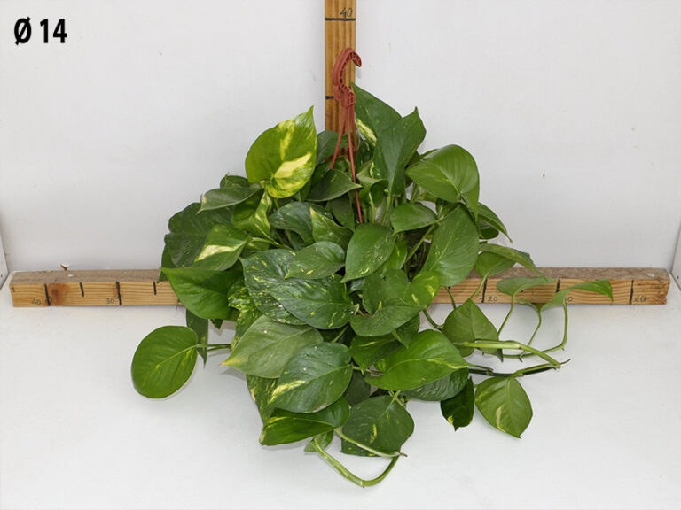 Pothos bk.14