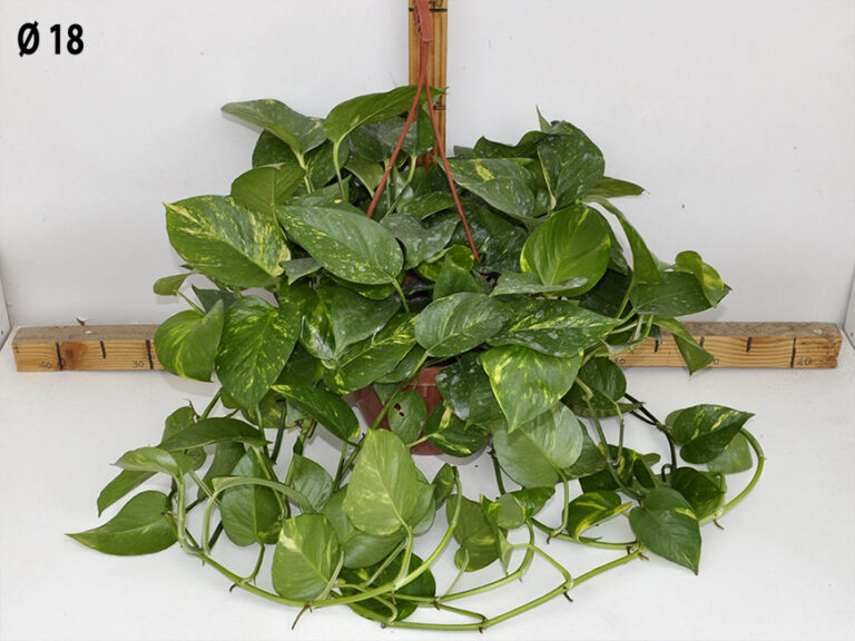 Pothos bk.18