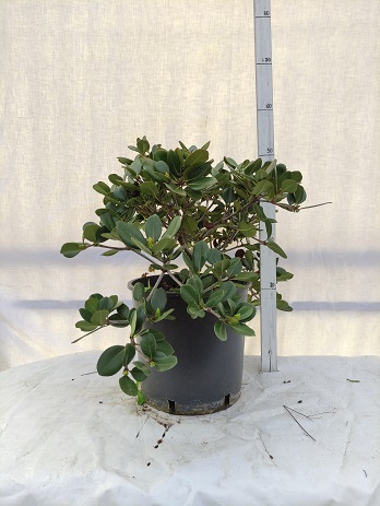 Rhaphiolepis umbellata v.24