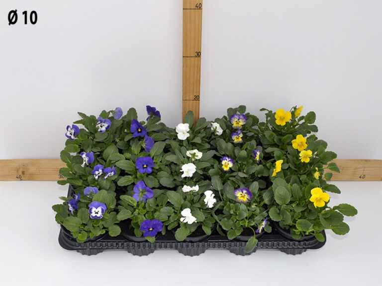 Viola cornutina v.10