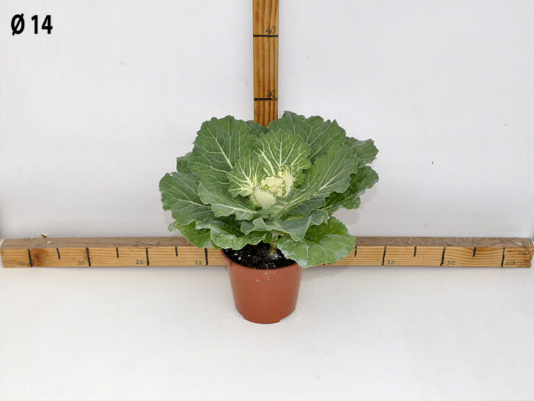 Brassica v.14