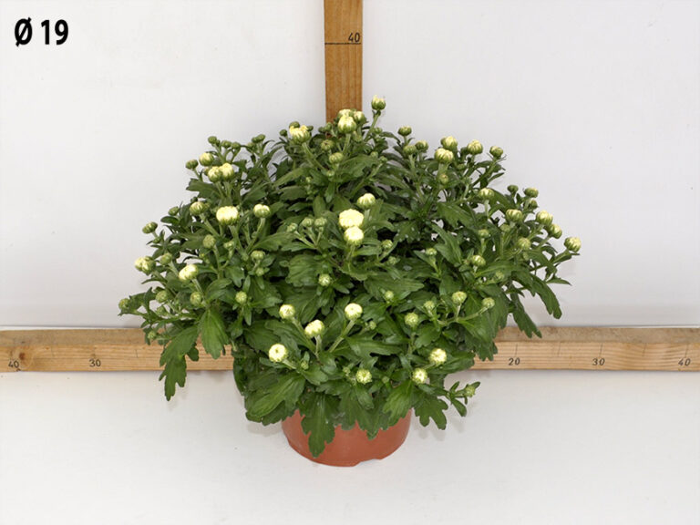 Crisantemo fiore grande v.19