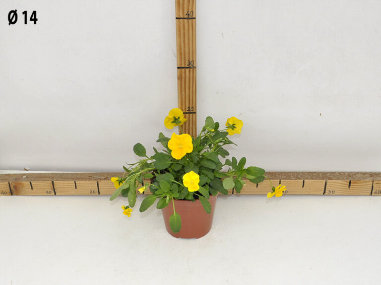 Viola ricadente v.14