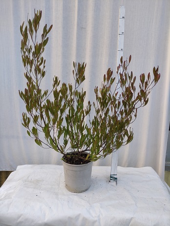 Dodonaea purpurea v.19