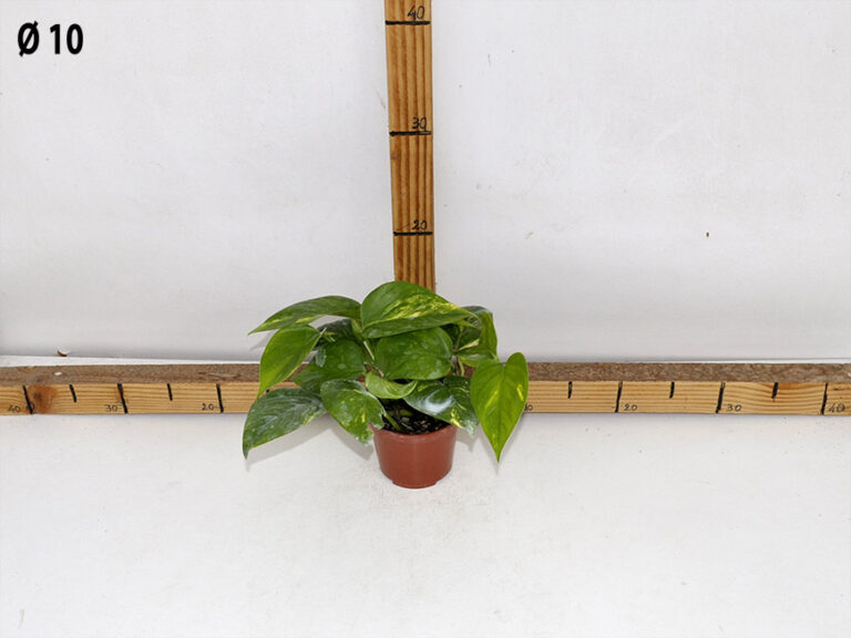 Pothos v.10