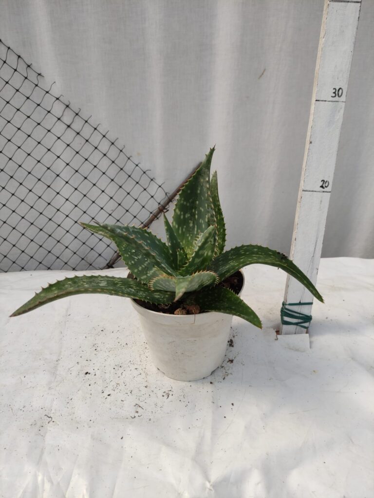 Aloe maculata v.14