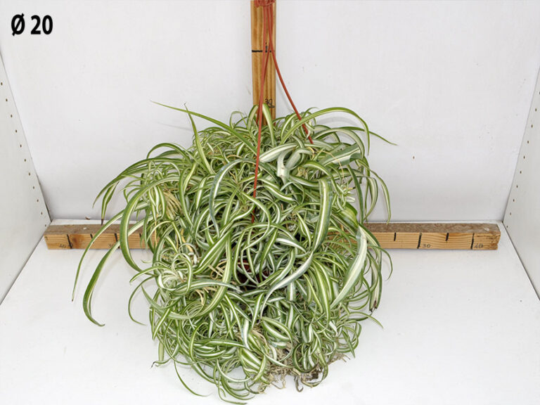 Chlorophytum bonnie (Falangio) bk.20