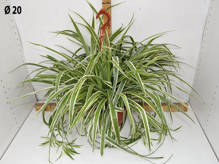 Chlorophytum atlantic (Falangio) bk.20