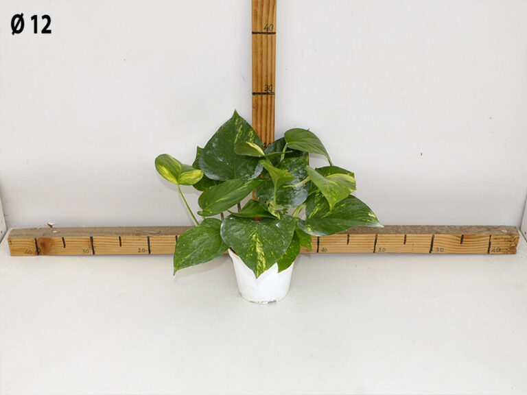 Pothos v.12