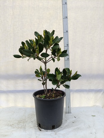 Rhaphiolepis umbellata v.20