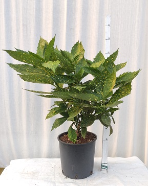 Aucuba japonica v.24