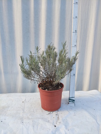 Helichrysum italicum v.17