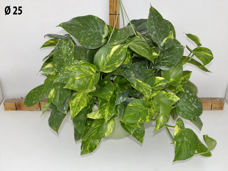 Pothos bk.25