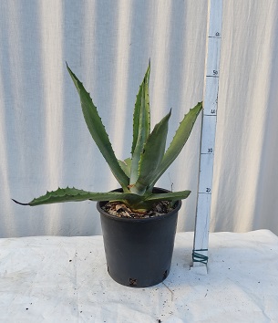 Agave americana v.20