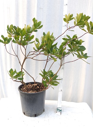 Arbutus unedo v.24 (Corbezzolo)