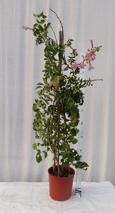Bigonia v.19