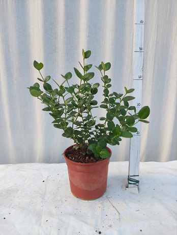 Carissa macrocarpa v.17