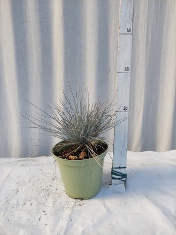 Festuca glauca v.14