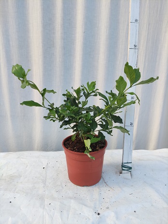 Gardenia v.17