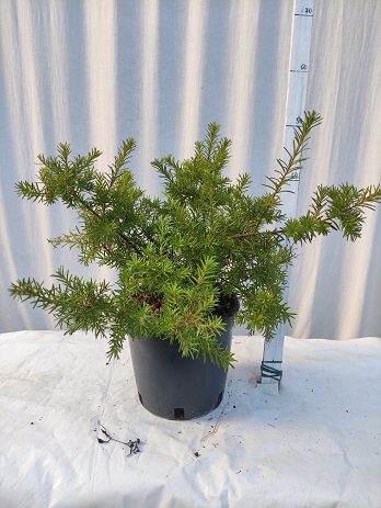 Grevillea juniperina v.20