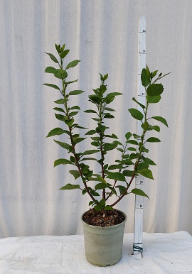 Hibiscus syriacus v.19