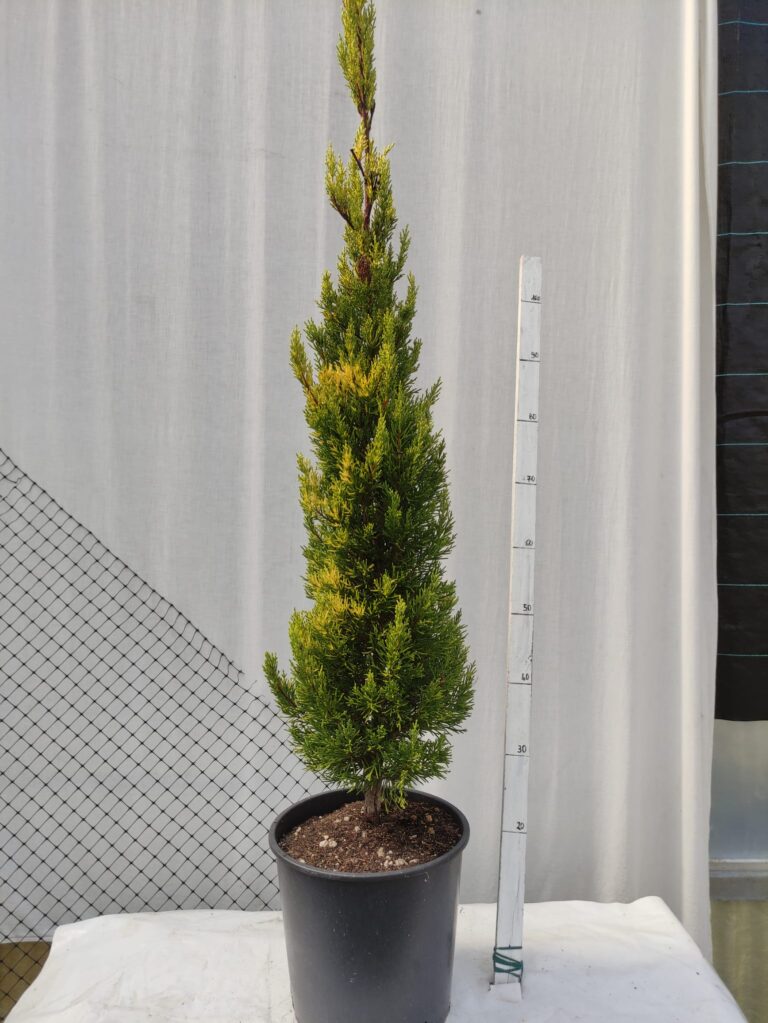 Cipresso goldcrest v.24