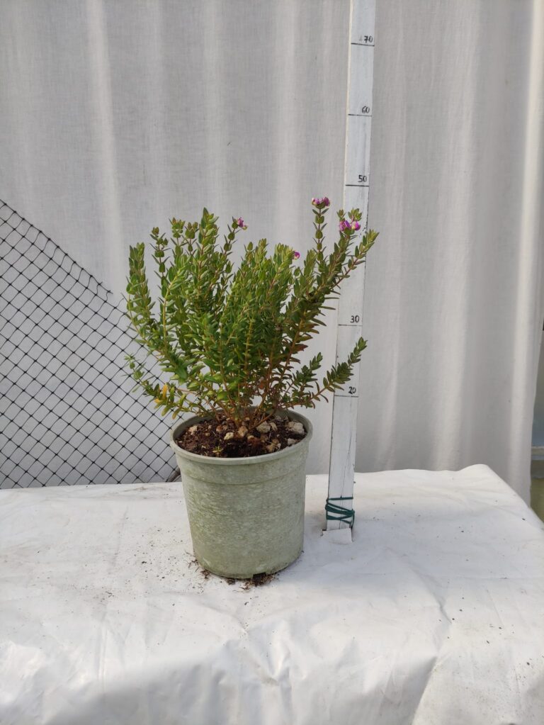 Polygala oppostifolia v.19