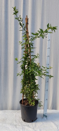 Jasminum nudiflorum v.20