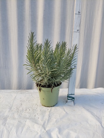 Lavandula angustifolia v.14