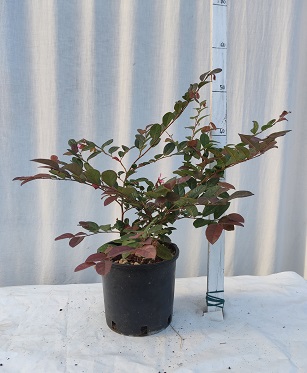 Loropetalum chinense v.17