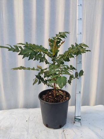 Mahonia media v.20