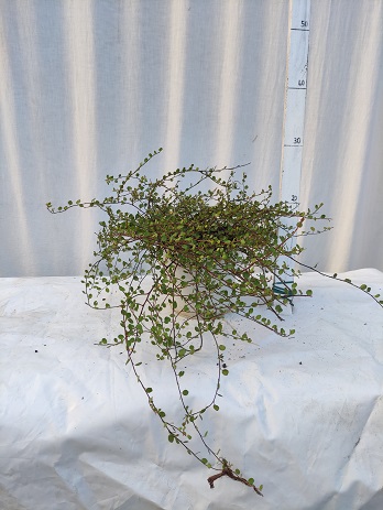 Muehlenbeckia v.16
