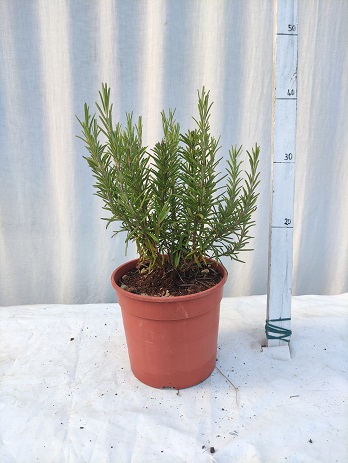 Rosmarinus officinalis v.17