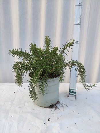 Rosmarinus officinalis v.17