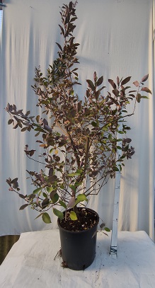 Vitex trifolia v.24